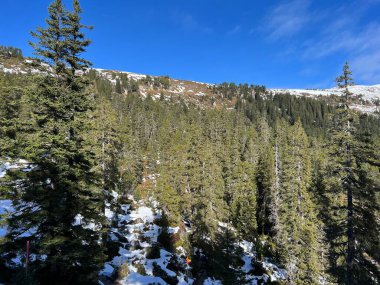 İsviçre 'nin Bernese Oberland bölgesinde kozalaklı ağaçlar ve alp otlaklarıyla Evergreen Ormanı - Immergruener Nadelwald und Almwiesen in der Winterlandschaft, Schweiz