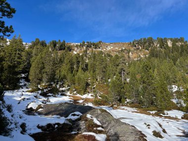 İsviçre 'nin Bernese Oberland bölgesinde kozalaklı ağaçlar ve alp otlaklarıyla Evergreen Ormanı - Immergruener Nadelwald und Almwiesen in der Winterlandschaft, Schweiz