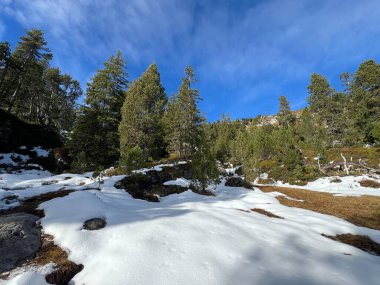 İsviçre 'nin Bernese Oberland bölgesinde kozalaklı ağaçlar ve alp otlaklarıyla Evergreen Ormanı - Immergruener Nadelwald und Almwiesen in der Winterlandschaft, Schweiz