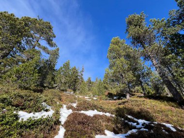 İsviçre 'nin Bernese Oberland bölgesinde kozalaklı ağaçlar ve alp otlaklarıyla Evergreen Ormanı - Immergruener Nadelwald und Almwiesen in der Winterlandschaft, Schweiz