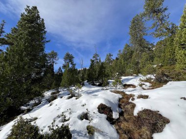 İsviçre 'nin Bernese Oberland bölgesinde kozalaklı ağaçlar ve alp otlaklarıyla Evergreen Ormanı - Immergruener Nadelwald und Almwiesen in der Winterlandschaft, Schweiz