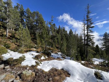 İsviçre 'nin Bernese Oberland bölgesinde kozalaklı ağaçlar ve alp otlaklarıyla Evergreen Ormanı - Immergruener Nadelwald und Almwiesen in der Winterlandschaft, Schweiz