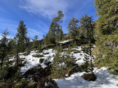 İsviçre 'nin Bernese Oberland bölgesinde kozalaklı ağaçlar ve alp otlaklarıyla Evergreen Ormanı - Immergruener Nadelwald und Almwiesen in der Winterlandschaft, Schweiz