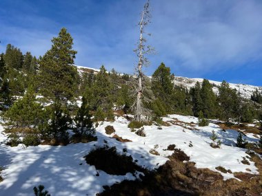 İsviçre 'nin Bernese Oberland bölgesinde kozalaklı ağaçlar ve alp otlaklarıyla Evergreen Ormanı - Immergruener Nadelwald und Almwiesen in der Winterlandschaft, Schweiz