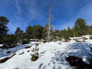 İsviçre 'nin Bernese Oberland bölgesinde kozalaklı ağaçlar ve alp otlaklarıyla Evergreen Ormanı - Immergruener Nadelwald und Almwiesen in der Winterlandschaft, Schweiz