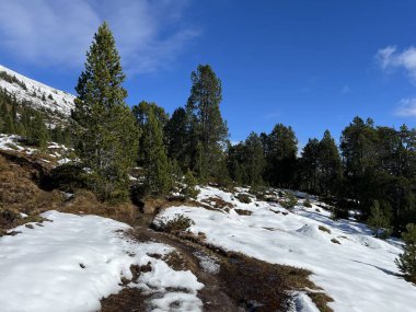 İsviçre 'nin Bernese Oberland bölgesinde kozalaklı ağaçlar ve alp otlaklarıyla Evergreen Ormanı - Immergruener Nadelwald und Almwiesen in der Winterlandschaft, Schweiz