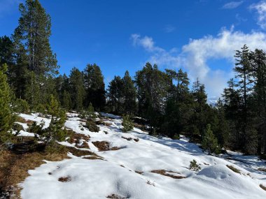 İsviçre 'nin Bernese Oberland bölgesinde kozalaklı ağaçlar ve alp otlaklarıyla Evergreen Ormanı - Immergruener Nadelwald und Almwiesen in der Winterlandschaft, Schweiz