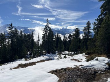 İsviçre 'nin Bernese Oberland bölgesinde kozalaklı ağaçlar ve alp otlaklarıyla Evergreen Ormanı - Immergruener Nadelwald und Almwiesen in der Winterlandschaft, Schweiz