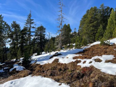 İsviçre 'nin Bernese Oberland bölgesinde kozalaklı ağaçlar ve alp otlaklarıyla Evergreen Ormanı - Immergruener Nadelwald und Almwiesen in der Winterlandschaft, Schweiz