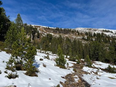 İsviçre 'nin Bernese Oberland bölgesinde kozalaklı ağaçlar ve alp otlaklarıyla Evergreen Ormanı - Immergruener Nadelwald und Almwiesen in der Winterlandschaft, Schweiz