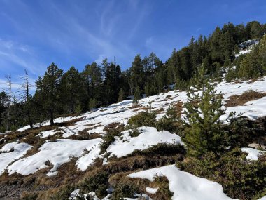 İsviçre 'nin Bernese Oberland bölgesinde kozalaklı ağaçlar ve alp otlaklarıyla Evergreen Ormanı - Immergruener Nadelwald und Almwiesen in der Winterlandschaft, Schweiz