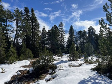 İsviçre 'nin Bernese Oberland bölgesinde kozalaklı ağaçlar ve alp otlaklarıyla Evergreen Ormanı - Immergruener Nadelwald und Almwiesen in der Winterlandschaft, Schweiz