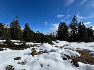 İsviçre 'nin Bernese Oberland bölgesinde kozalaklı ağaçlar ve alp otlaklarıyla Evergreen Ormanı - Immergruener Nadelwald und Almwiesen in der Winterlandschaft, Schweiz
