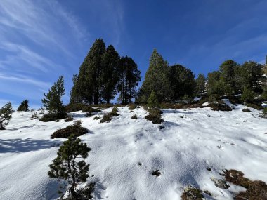 İsviçre 'nin Bernese Oberland bölgesinde kozalaklı ağaçlar ve alp otlaklarıyla Evergreen Ormanı - Immergruener Nadelwald und Almwiesen in der Winterlandschaft, Schweiz