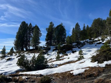 İsviçre 'nin Bernese Oberland bölgesinde kozalaklı ağaçlar ve alp otlaklarıyla Evergreen Ormanı - Immergruener Nadelwald und Almwiesen in der Winterlandschaft, Schweiz