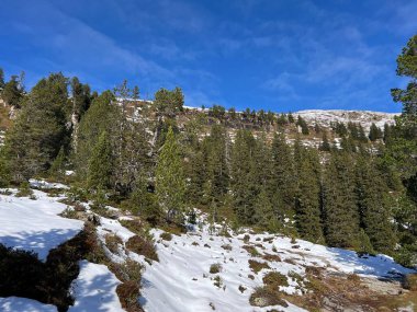 İsviçre 'nin Bernese Oberland bölgesinde kozalaklı ağaçlar ve alp otlaklarıyla Evergreen Ormanı - Immergruener Nadelwald und Almwiesen in der Winterlandschaft, Schweiz