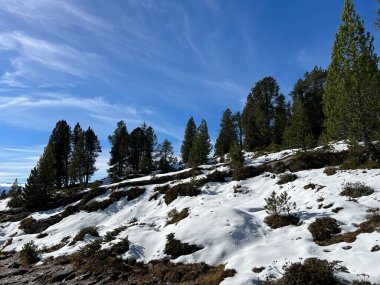 İsviçre 'nin Bernese Oberland bölgesinde kozalaklı ağaçlar ve alp otlaklarıyla Evergreen Ormanı - Immergruener Nadelwald und Almwiesen in der Winterlandschaft, Schweiz