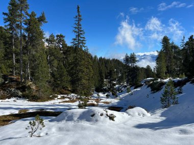 İsviçre 'nin Bernese Oberland bölgesinde kozalaklı ağaçlar ve alp otlaklarıyla Evergreen Ormanı - Immergruener Nadelwald und Almwiesen in der Winterlandschaft, Schweiz