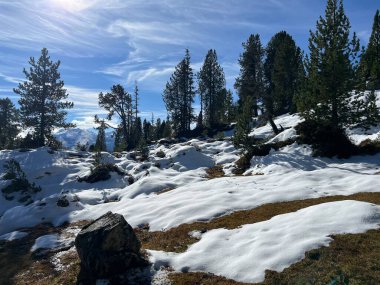 İsviçre 'nin Bernese Oberland bölgesinde kozalaklı ağaçlar ve alp otlaklarıyla Evergreen Ormanı - Immergruener Nadelwald und Almwiesen in der Winterlandschaft, Schweiz