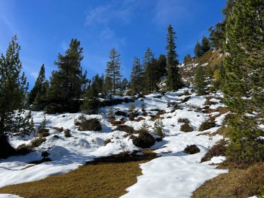 İsviçre 'nin Bernese Oberland bölgesinde kozalaklı ağaçlar ve alp otlaklarıyla Evergreen Ormanı - Immergruener Nadelwald und Almwiesen in der Winterlandschaft, Schweiz