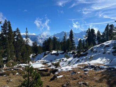 İsviçre 'nin Bernese Oberland bölgesinde kozalaklı ağaçlar ve alp otlaklarıyla Evergreen Ormanı - Immergruener Nadelwald und Almwiesen in der Winterlandschaft, Schweiz