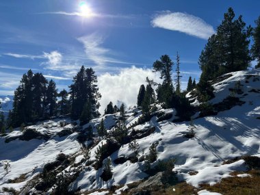 İsviçre 'nin Bernese Oberland bölgesinde kozalaklı ağaçlar ve alp otlaklarıyla Evergreen Ormanı - Immergruener Nadelwald und Almwiesen in der Winterlandschaft, Schweiz