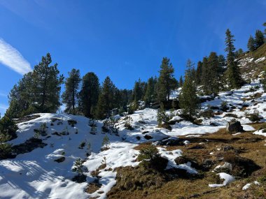 İsviçre 'nin Bernese Oberland bölgesinde kozalaklı ağaçlar ve alp otlaklarıyla Evergreen Ormanı - Immergruener Nadelwald und Almwiesen in der Winterlandschaft, Schweiz