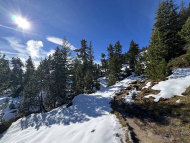 İsviçre 'nin Bernese Oberland bölgesinde kozalaklı ağaçlar ve alp otlaklarıyla Evergreen Ormanı - Immergruener Nadelwald und Almwiesen in der Winterlandschaft, Schweiz