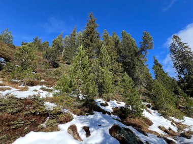 İsviçre 'nin Bernese Oberland bölgesinde kozalaklı ağaçlar ve alp otlaklarıyla Evergreen Ormanı - Immergruener Nadelwald und Almwiesen in der Winterlandschaft, Schweiz