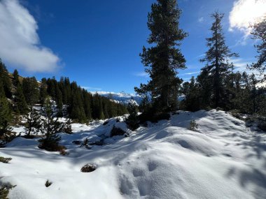 İsviçre 'nin Bernese Oberland bölgesinde kozalaklı ağaçlar ve alp otlaklarıyla Evergreen Ormanı - Immergruener Nadelwald und Almwiesen in der Winterlandschaft, Schweiz