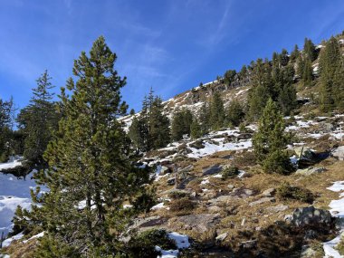 İsviçre 'nin Bernese Oberland bölgesinde kozalaklı ağaçlar ve alp otlaklarıyla Evergreen Ormanı - Immergruener Nadelwald und Almwiesen in der Winterlandschaft, Schweiz