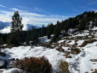 İsviçre 'nin Bernese Oberland bölgesinde kozalaklı ağaçlar ve alp otlaklarıyla Evergreen Ormanı - Immergruener Nadelwald und Almwiesen in der Winterlandschaft, Schweiz