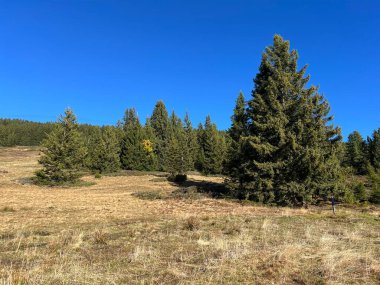 İsviçre 'nin Bernese Oberland bölgesinde kozalaklı ağaçlar ve alp otlaklarıyla Evergreen Ormanı - Immergruener Wald mit Nadelbaeumen und Almwiesen in der Region Berner Oberland, Schweiz