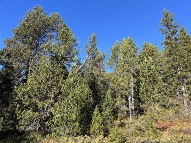 İsviçre 'nin Bernese Oberland bölgesinde kozalaklı ağaçlar ve alp otlaklarıyla Evergreen Ormanı - Immergruener Wald mit Nadelbaeumen und Almwiesen in der Region Berner Oberland, Schweiz