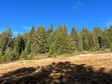 İsviçre 'nin Bernese Oberland bölgesinde kozalaklı ağaçlar ve alp otlaklarıyla Evergreen Ormanı - Immergruener Wald mit Nadelbaeumen und Almwiesen in der Region Berner Oberland, Schweiz