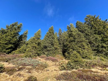 İsviçre 'nin Bernese Oberland bölgesinde kozalaklı ağaçlar ve alp otlaklarıyla Evergreen Ormanı - Immergruener Wald mit Nadelbaeumen und Almwiesen in der Region Berner Oberland, Schweiz