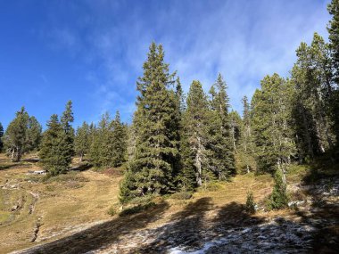 İsviçre 'nin Bernese Oberland bölgesinde kozalaklı ağaçlar ve alp otlaklarıyla Evergreen Ormanı - Immergruener Wald mit Nadelbaeumen und Almwiesen in der Region Berner Oberland, Schweiz