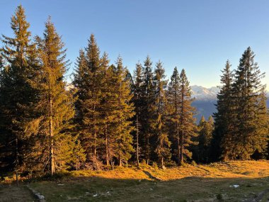 İsviçre 'nin Bernese Oberland bölgesinde kozalaklı ağaçlar ve alp otlaklarıyla Evergreen Ormanı - Immergruener Wald mit Nadelbaeumen und Almwiesen in der Region Berner Oberland, Schweiz
