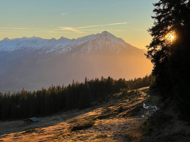 İsviçre 'nin Bernese Oberland bölgesinde kozalaklı ağaçlar ve alp otlaklarıyla Evergreen Ormanı - Immergruener Wald mit Nadelbaeumen und Almwiesen in der Region Berner Oberland, Schweiz