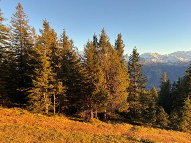 İsviçre 'nin Bernese Oberland bölgesinde kozalaklı ağaçlar ve alp otlaklarıyla Evergreen Ormanı - Immergruener Wald mit Nadelbaeumen und Almwiesen in der Region Berner Oberland, Schweiz