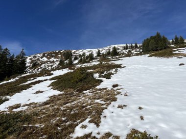 İsviçre 'nin Bernese Oberland bölgesinde kozalaklı ağaçlar ve alp otlaklarıyla Evergreen Ormanı - Immergruener Nadelwald und Almwiesen in der Winterlandschaft, Schweiz