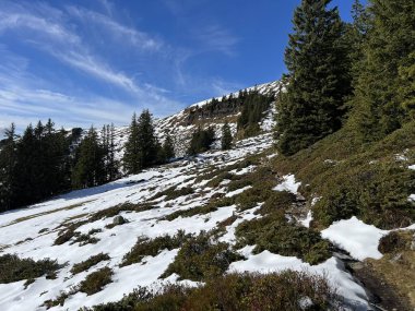 İsviçre 'nin Bernese Oberland bölgesinde kozalaklı ağaçlar ve alp otlaklarıyla Evergreen Ormanı - Immergruener Nadelwald und Almwiesen in der Winterlandschaft, Schweiz