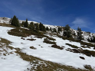 İsviçre 'nin Bernese Oberland bölgesinde kozalaklı ağaçlar ve alp otlaklarıyla Evergreen Ormanı - Immergruener Nadelwald und Almwiesen in der Winterlandschaft, Schweiz