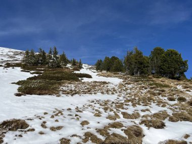 İsviçre 'nin Bernese Oberland bölgesinde kozalaklı ağaçlar ve alp otlaklarıyla Evergreen Ormanı - Immergruener Nadelwald und Almwiesen in der Winterlandschaft, Schweiz