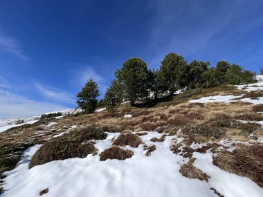 İsviçre 'nin Bernese Oberland bölgesinde kozalaklı ağaçlar ve alp otlaklarıyla Evergreen Ormanı - Immergruener Nadelwald und Almwiesen in der Winterlandschaft, Schweiz