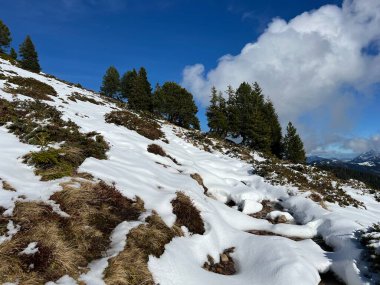 İsviçre 'nin Bernese Oberland bölgesinde kozalaklı ağaçlar ve alp otlaklarıyla Evergreen Ormanı - Immergruener Nadelwald und Almwiesen in der Winterlandschaft, Schweiz