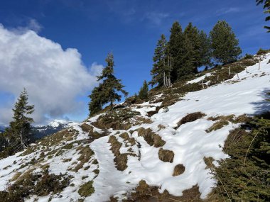 İsviçre 'nin Bernese Oberland bölgesinde kozalaklı ağaçlar ve alp otlaklarıyla Evergreen Ormanı - Immergruener Nadelwald und Almwiesen in der Winterlandschaft, Schweiz