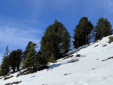 İsviçre 'nin Bernese Oberland bölgesinde kozalaklı ağaçlar ve alp otlaklarıyla Evergreen Ormanı - Immergruener Nadelwald und Almwiesen in der Winterlandschaft, Schweiz