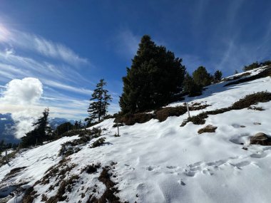 İsviçre 'nin Bernese Oberland bölgesinde kozalaklı ağaçlar ve alp otlaklarıyla Evergreen Ormanı - Immergruener Nadelwald und Almwiesen in der Winterlandschaft, Schweiz