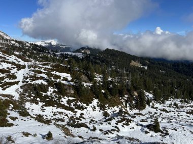 İsviçre 'nin Bernese Oberland bölgesinde kozalaklı ağaçlar ve alp otlaklarıyla Evergreen Ormanı - Immergruener Nadelwald und Almwiesen in der Winterlandschaft, Schweiz